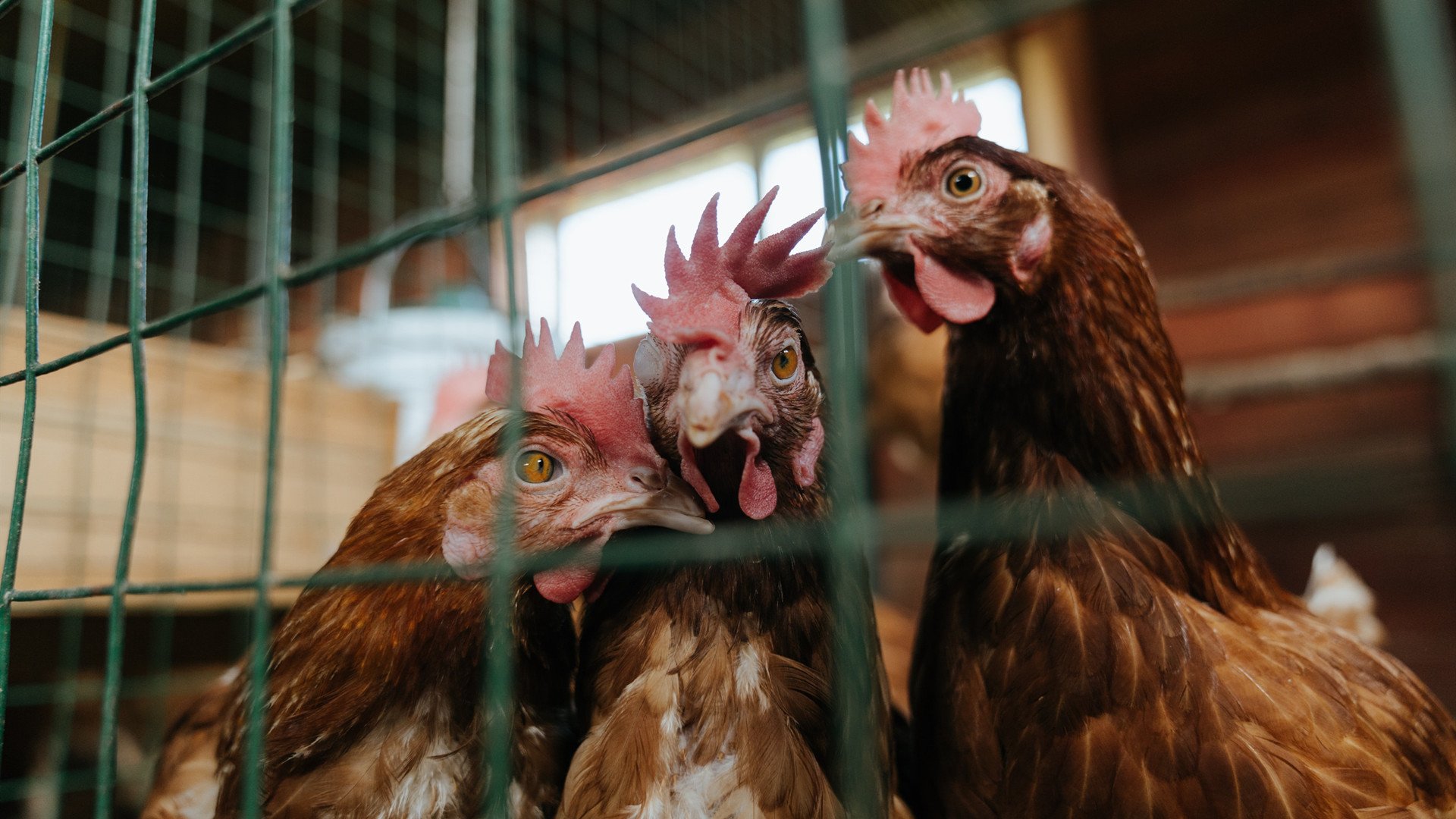 冰封亚平宁,神秘血钻石,那不勒斯的死亡诅咒与血色宝藏