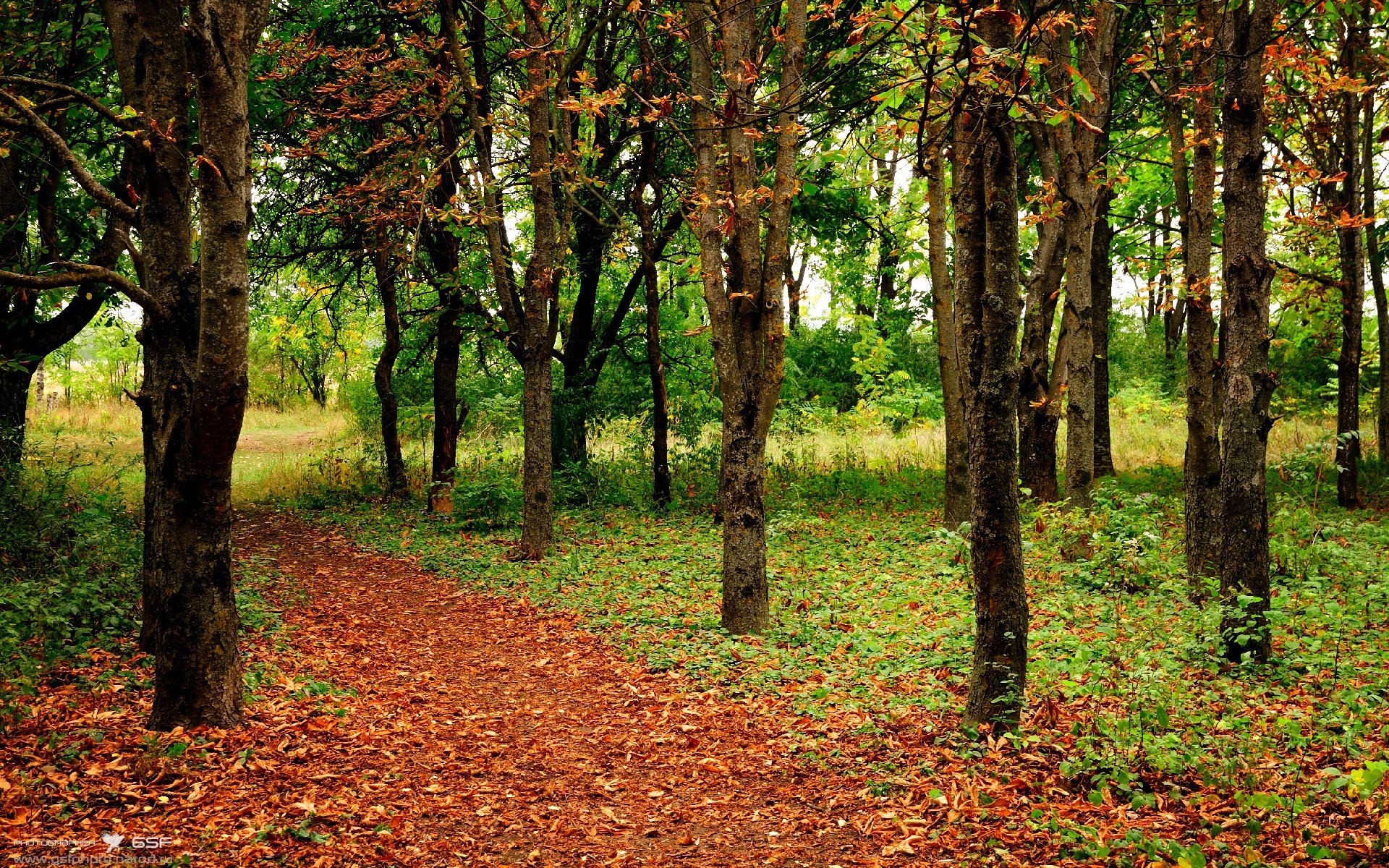 两种碾压，当波兰铁骑碾过德国战车，樊振东点燃的不只是赛场