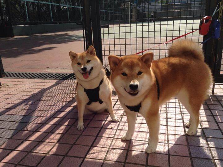 拉沃尔杯团体温度完胜年终总决赛个人决斗，兹维列夫扛起全队的新使命