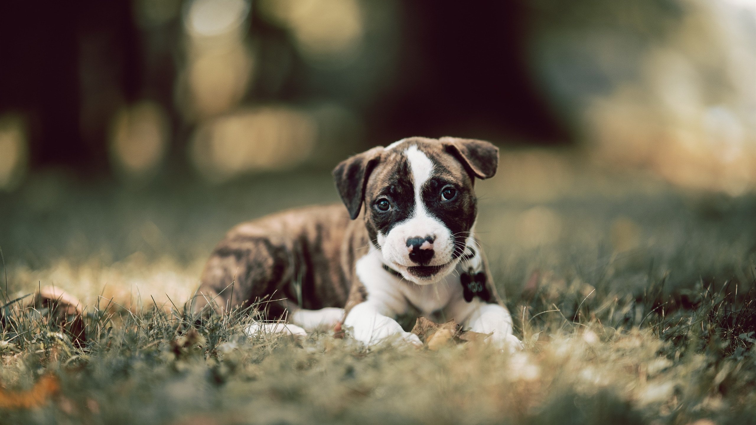 前哨鏖战暗藏玄机,法网惊艳终成献礼,兹维列夫的破晓时分
