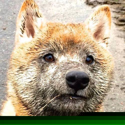 红色激情与蓝色王冠,兹维列夫的双线逆转传奇