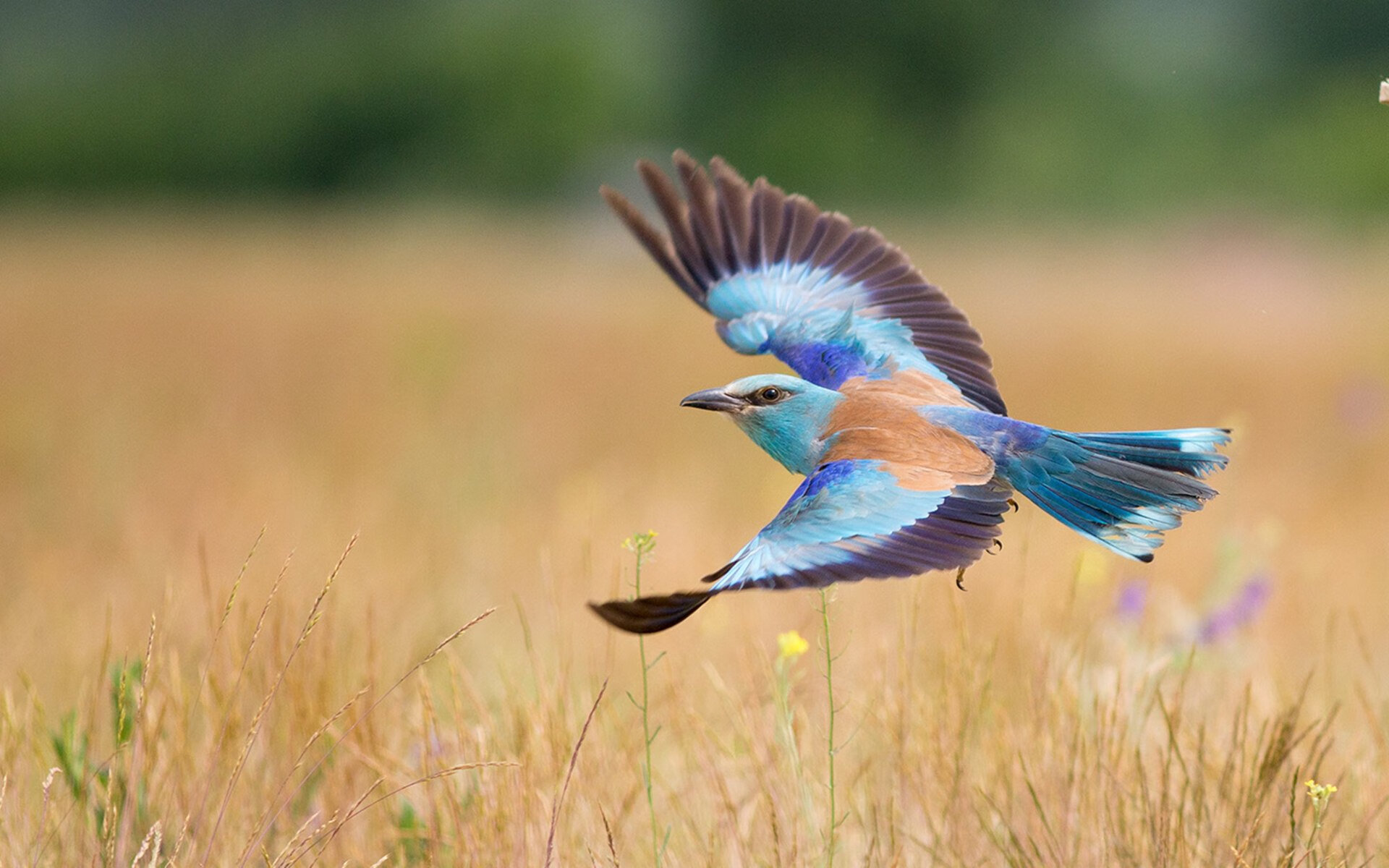 逆袭之轮,佩雷兹逆境鏖战,红牛二队力压雷诺迎高光时刻
