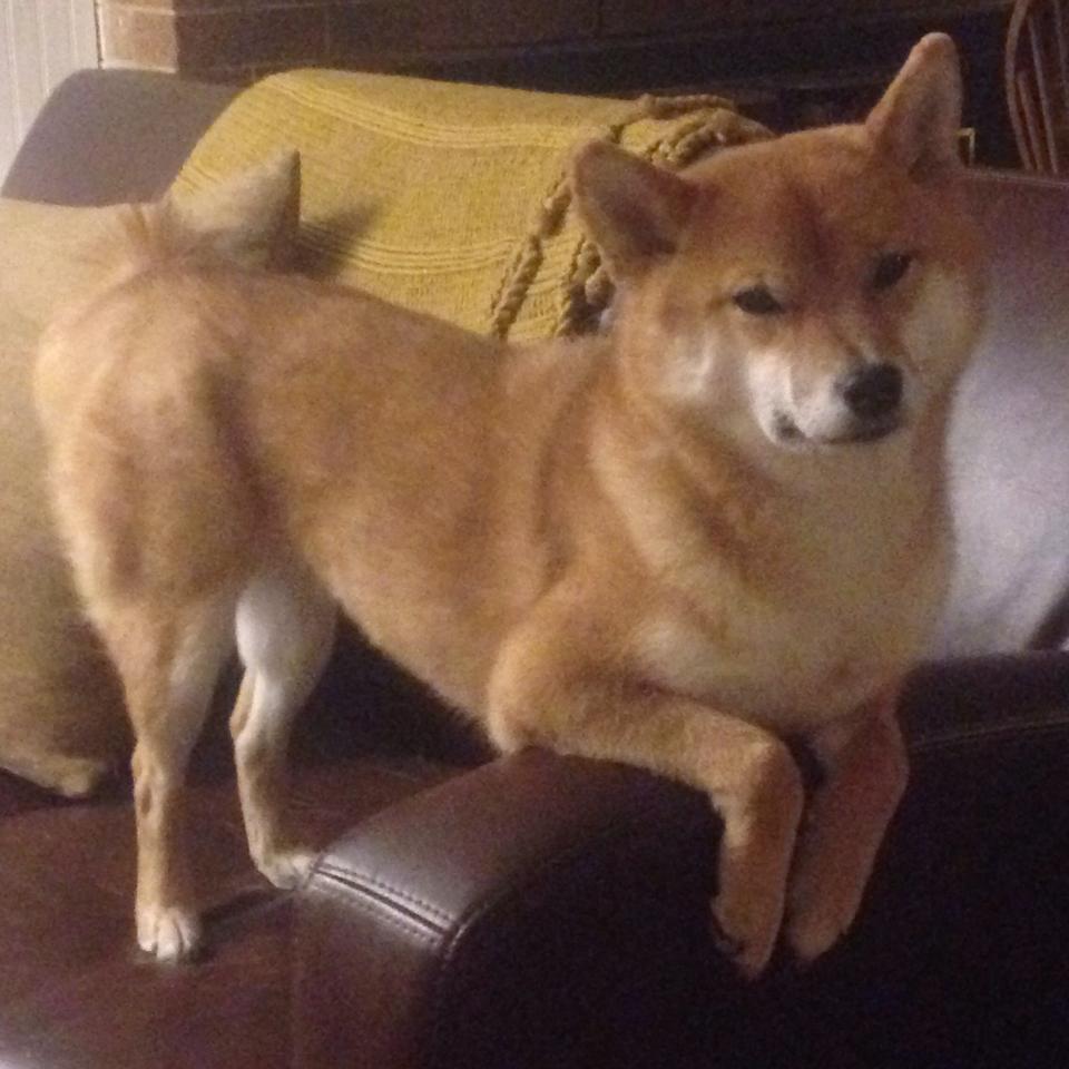 王座与荆棘的碰撞,拉塞尔携威廉姆斯,以毫厘之差撼动红牛王朝