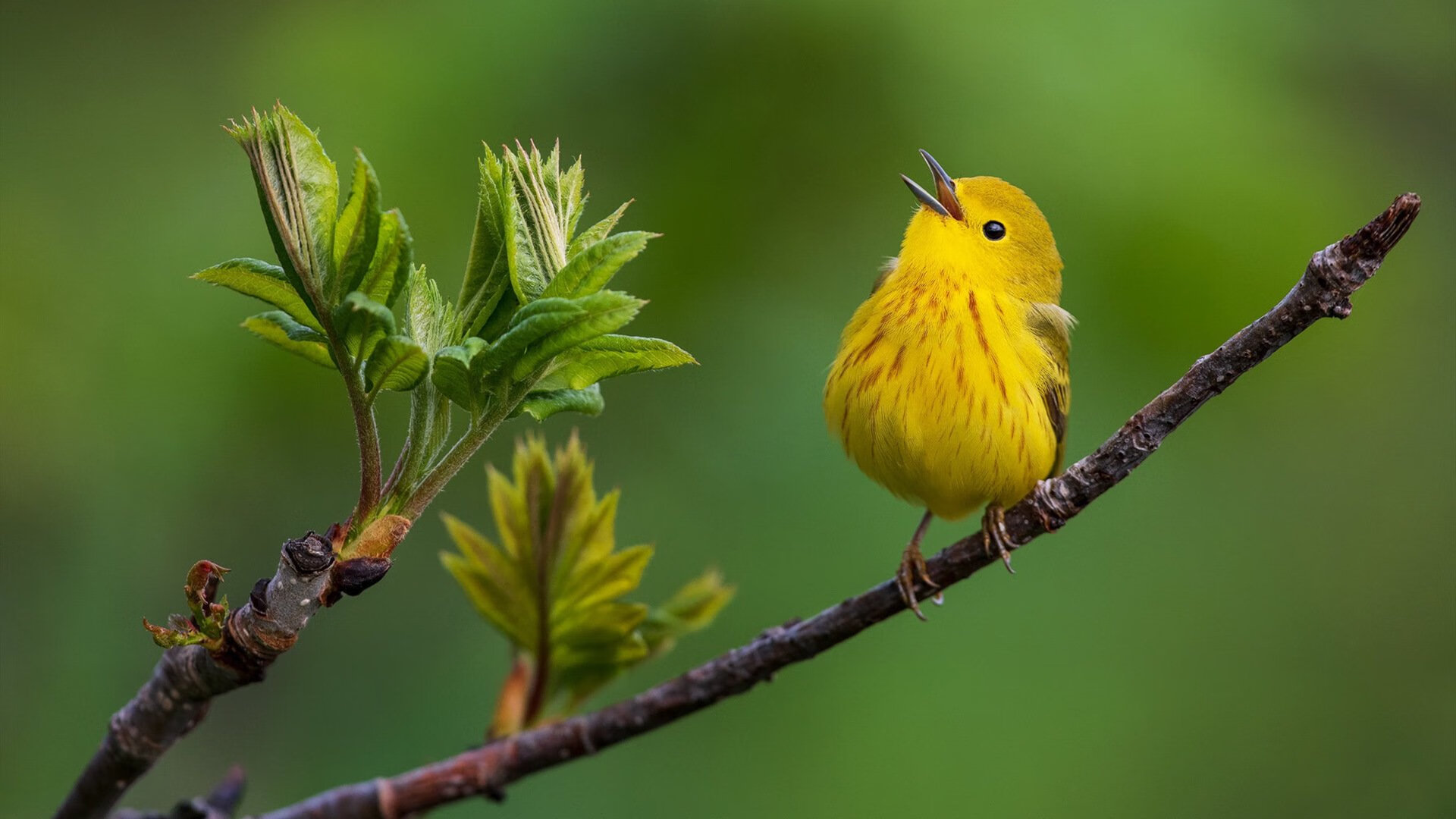 王座与荆棘的碰撞,拉塞尔携威廉姆斯,以毫厘之差撼动红牛王朝