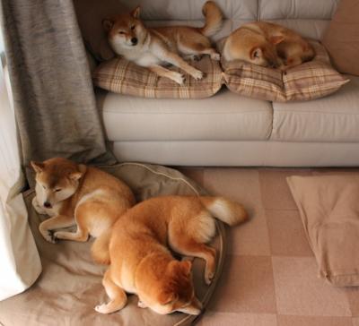 字母哥时刻,广厦队关键先生挺身而出,冲垮广东队卫冕防线