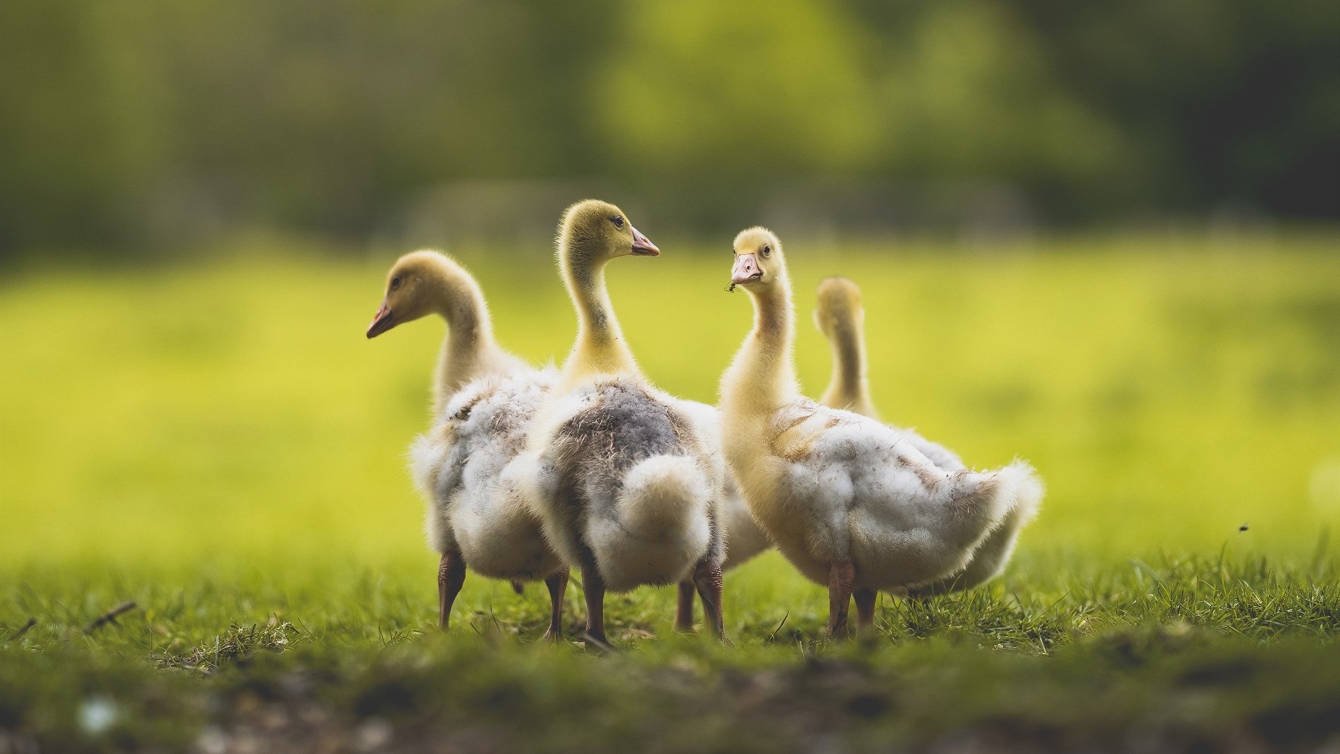 欧冠奇迹,国际米兰逆转雷恩,奥斯梅恩接管淘汰赛舞台
