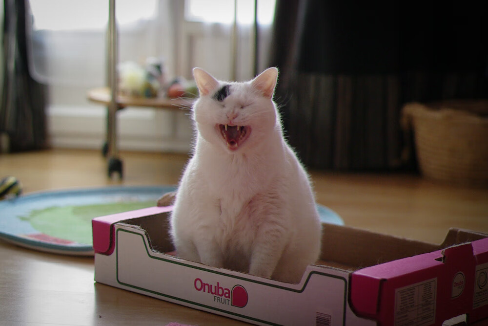 一瞬永恒,克瓦拉茨赫利亚的弧线,如何画下美洲杯的乾坤分野