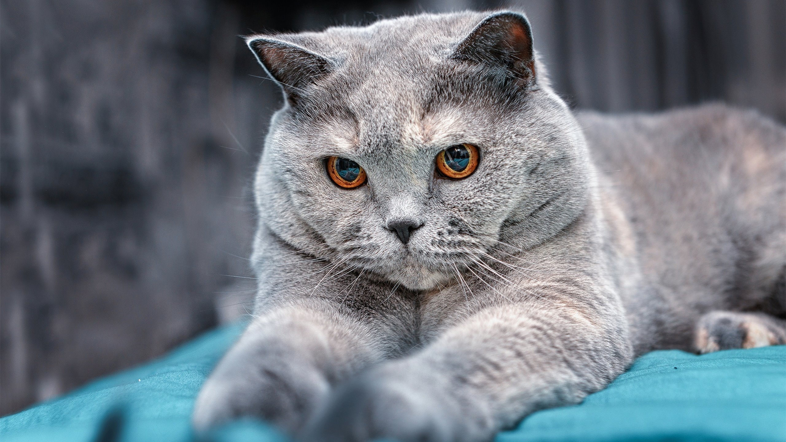 暴走马克西领衔灰熊惊天逆转！步行者主场遭遇冷酷狙击