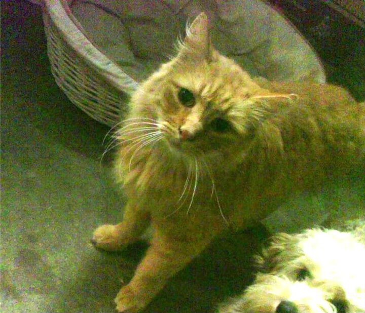 亚洲赛场巅峰对决,伦纳德六面全能统治攻防,浙江末节险胜活塞展韧性