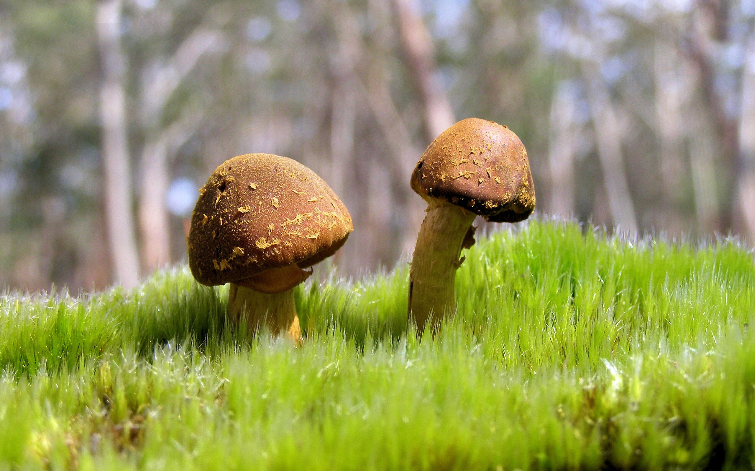 绿茵双城记,国家德比的艺术与国际米兰的地中海统治力