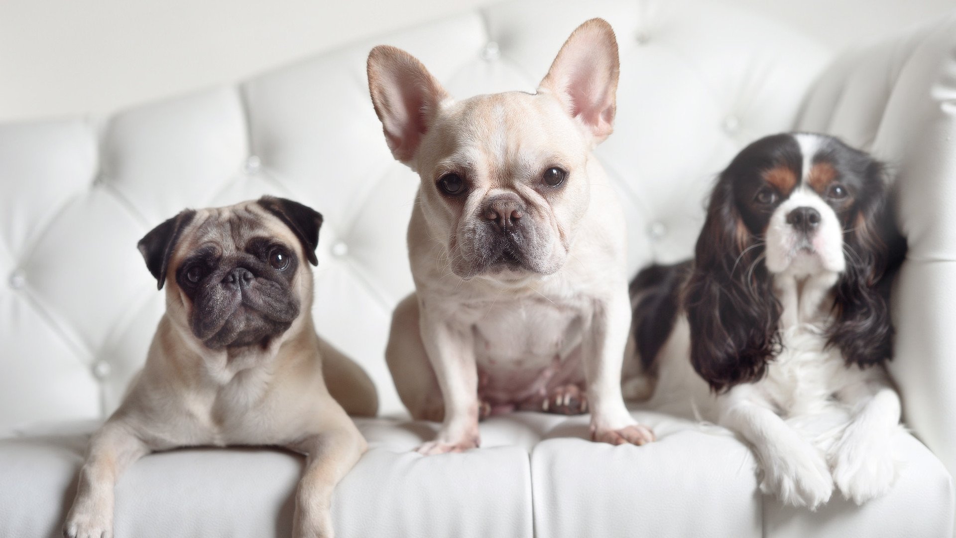 唯一性的胜利,当戈贝尔在球场筑起冰川