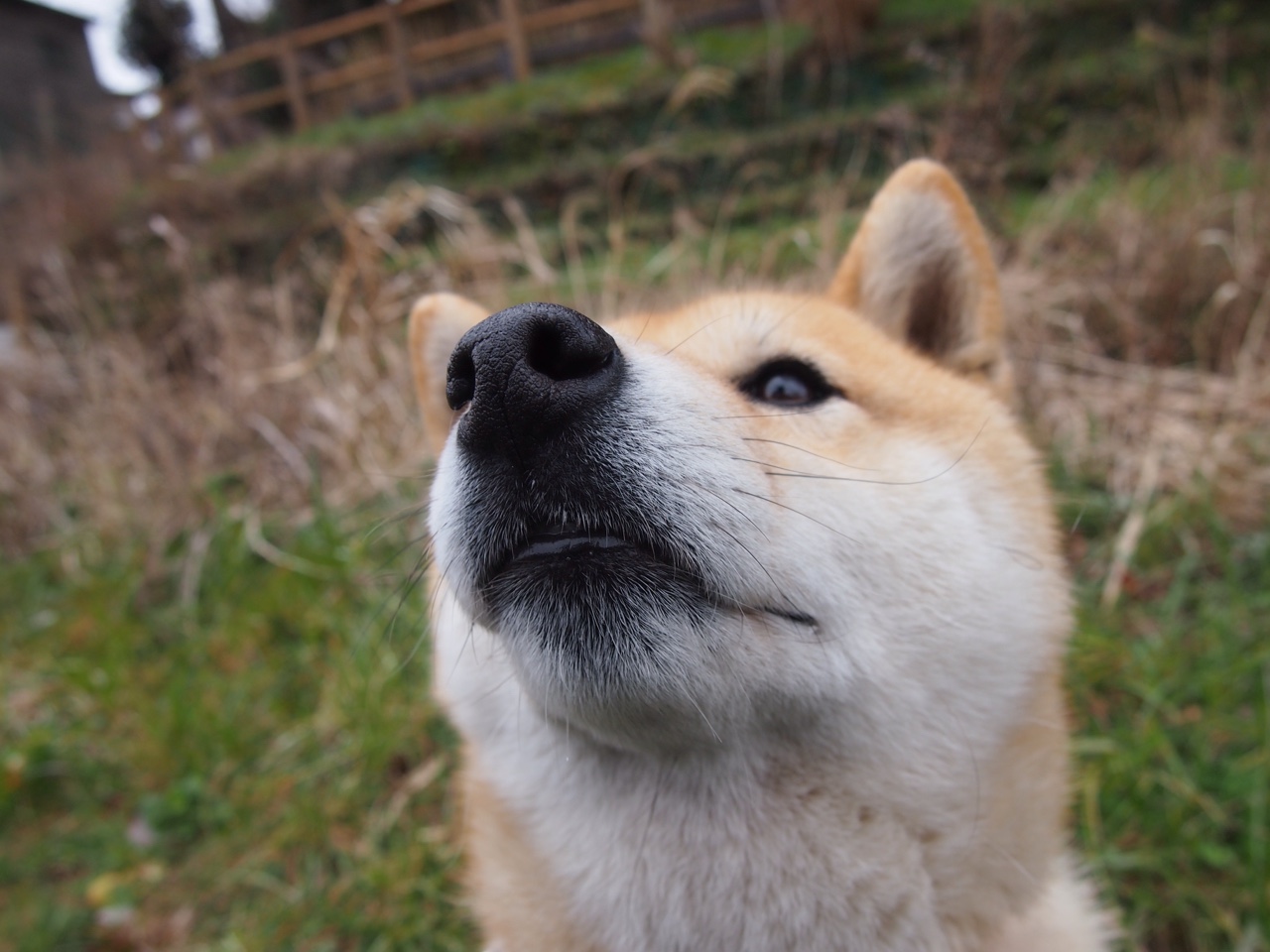 王者归来，38岁伊布统治赛场，倒钩绝杀点燃传奇之夜