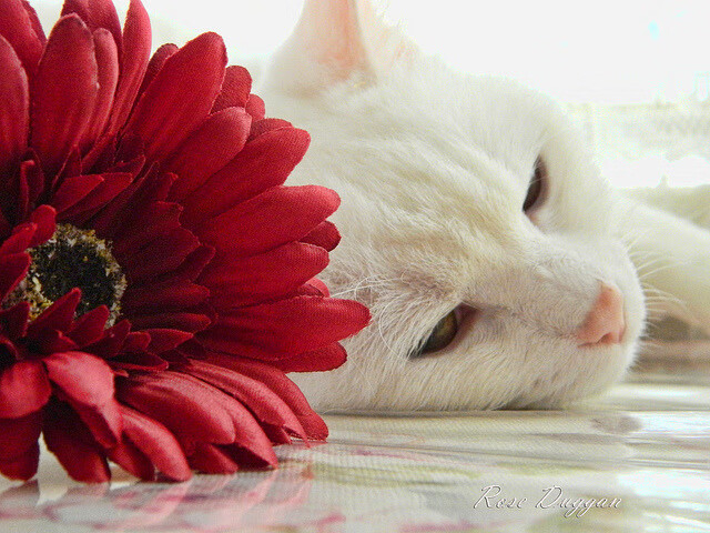 当吉林队遇上开拓者，塔图姆在长春的双子星之舞