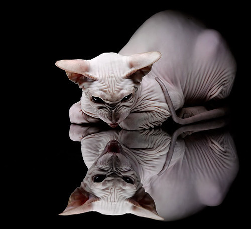 世界排名争夺战焦点战,奥地利技战术双杀,2比0稳稳拿下比利时