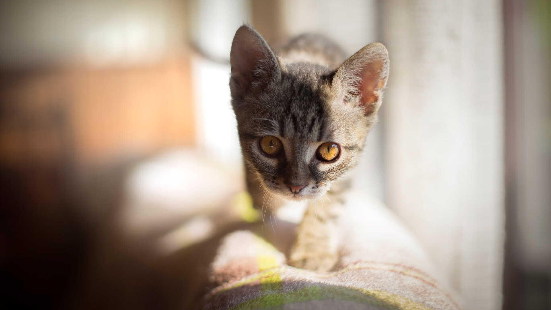 钢铁洪流!广厦队冲垮深圳钢铁防线,抢七大战演绎季后赛经典