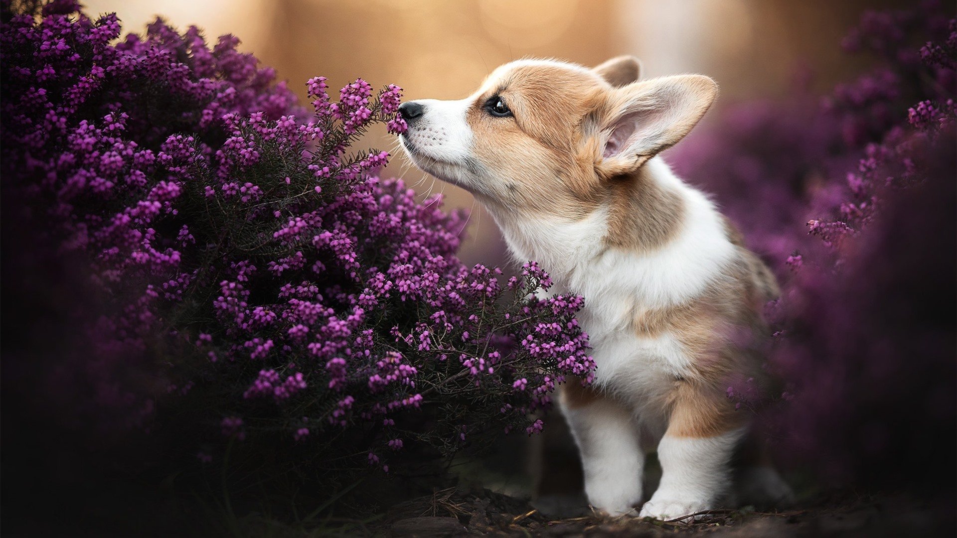 征服者引擎，当京多安在街道化身法老，日本赛道见证埃及式狂胜