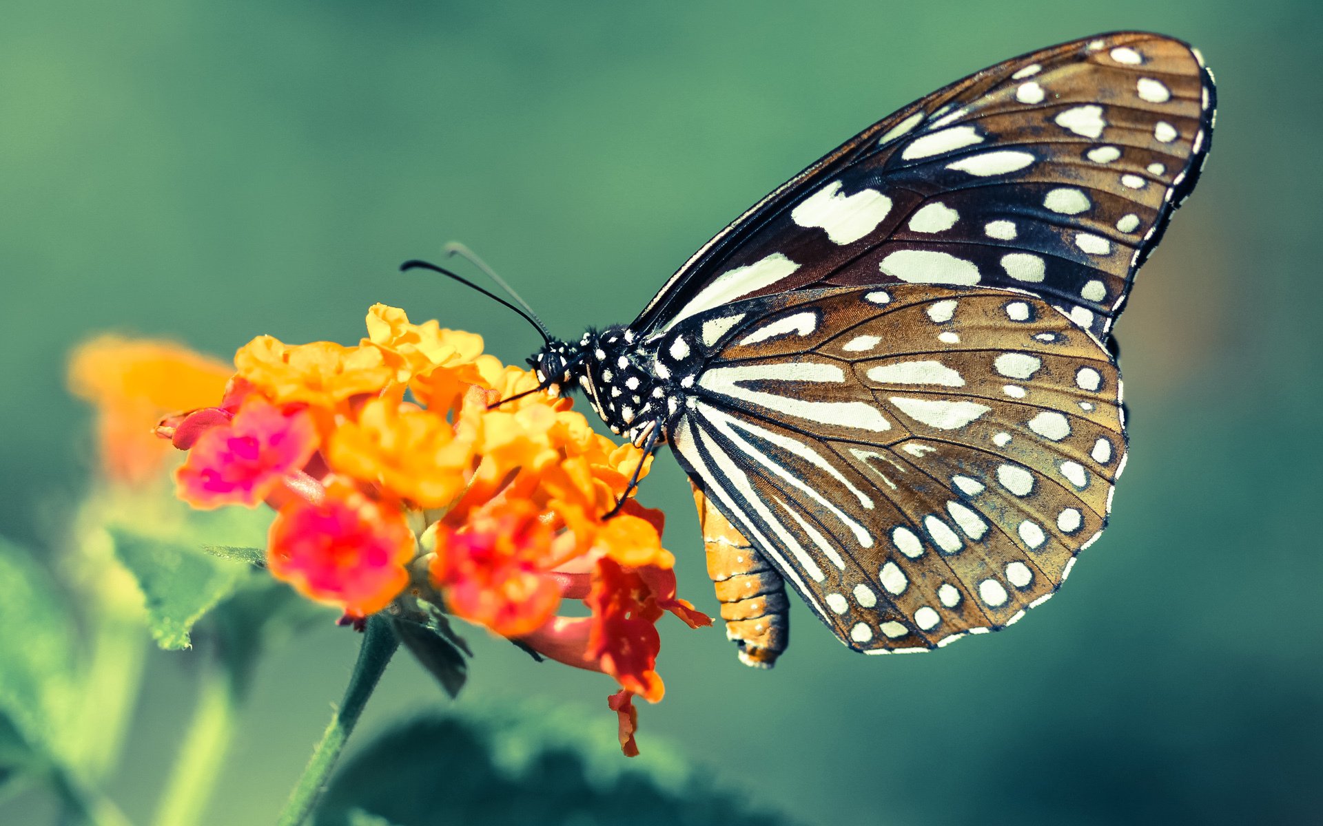 利拉德降维打击冰封魔术!76人一波流终结悬念