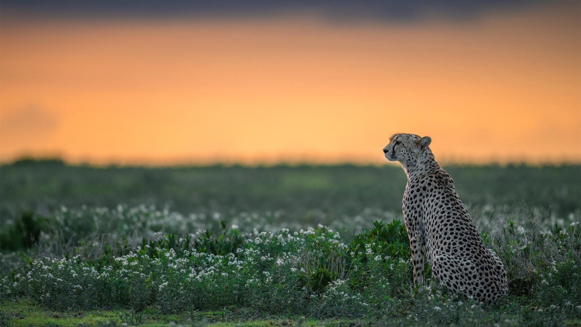 打消质疑!马赛惊天逆转雷恩,苏亚雷斯用实力为自己正名