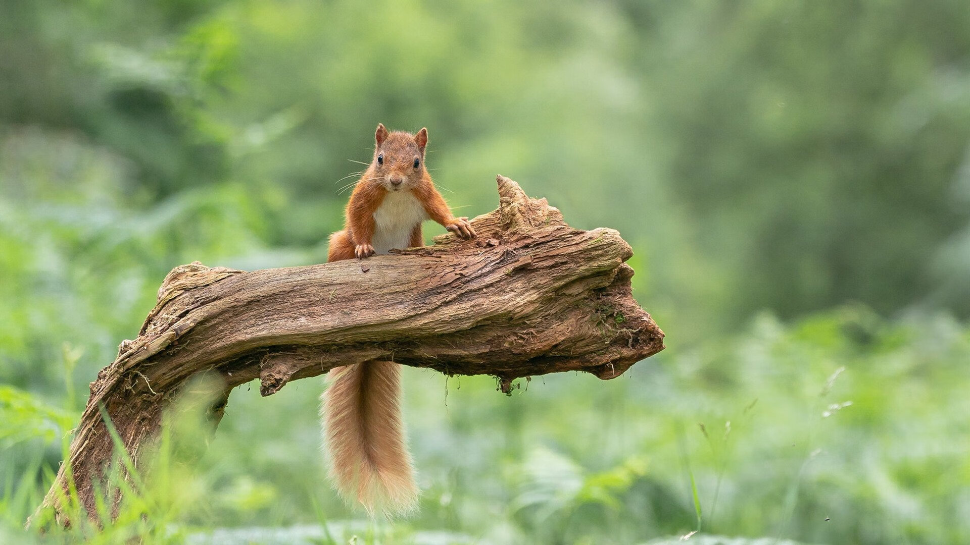 当比利时琴弦奏响，弗拉霍维奇，那带动全队节奏的指挥家