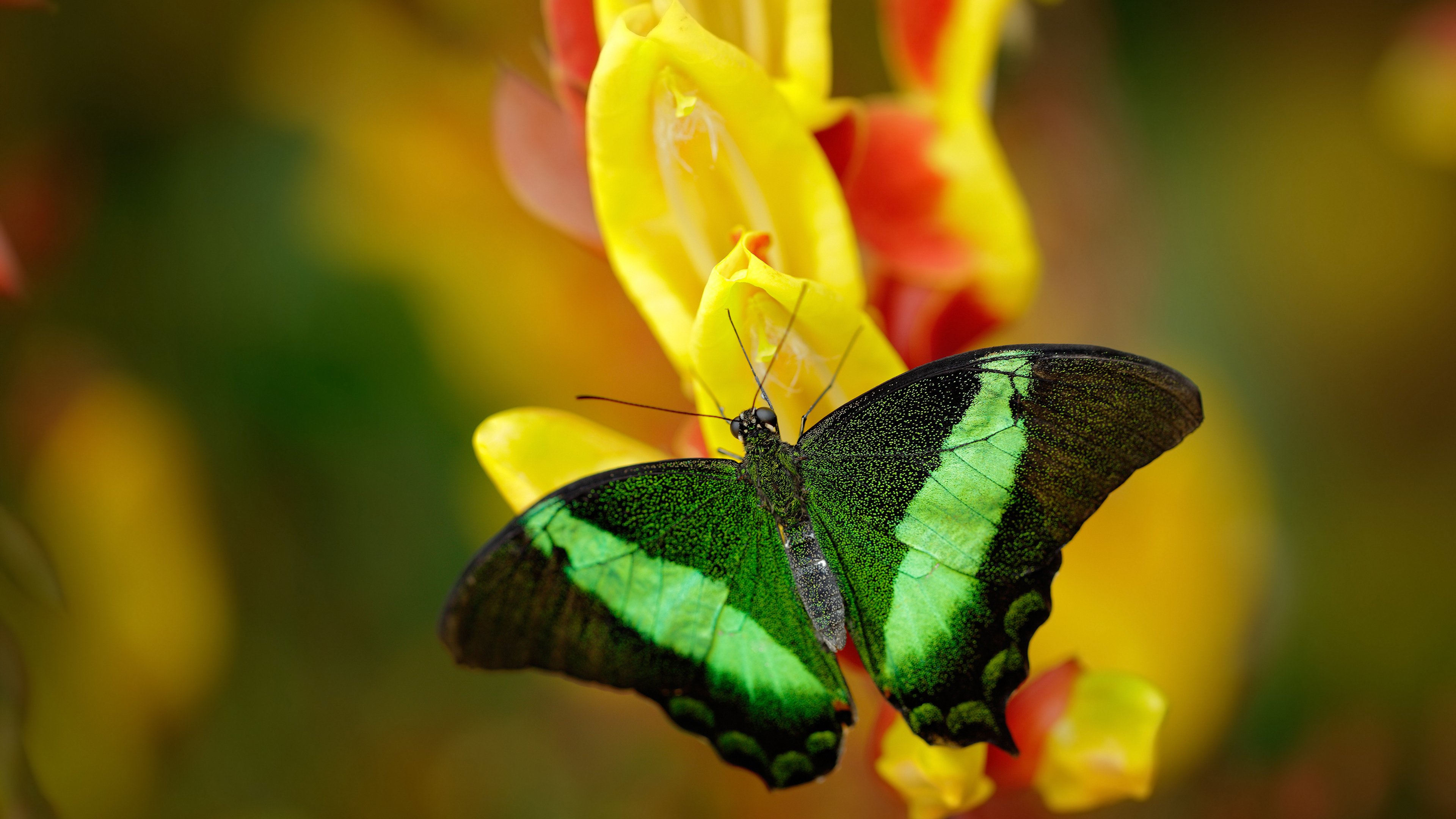 从超级英雄到交响乐团，三笘薰爆发与那不勒斯节奏如何重铸西班牙足球
