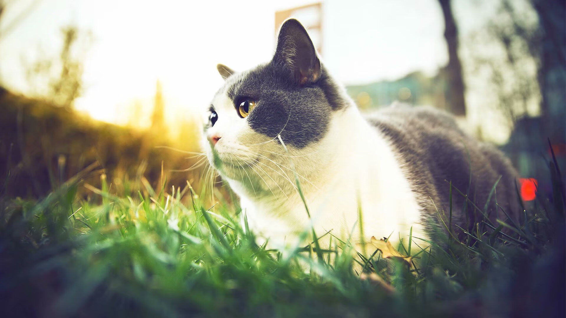 心魔之战，快船逆转黄蜂改写命运的总决赛之夜