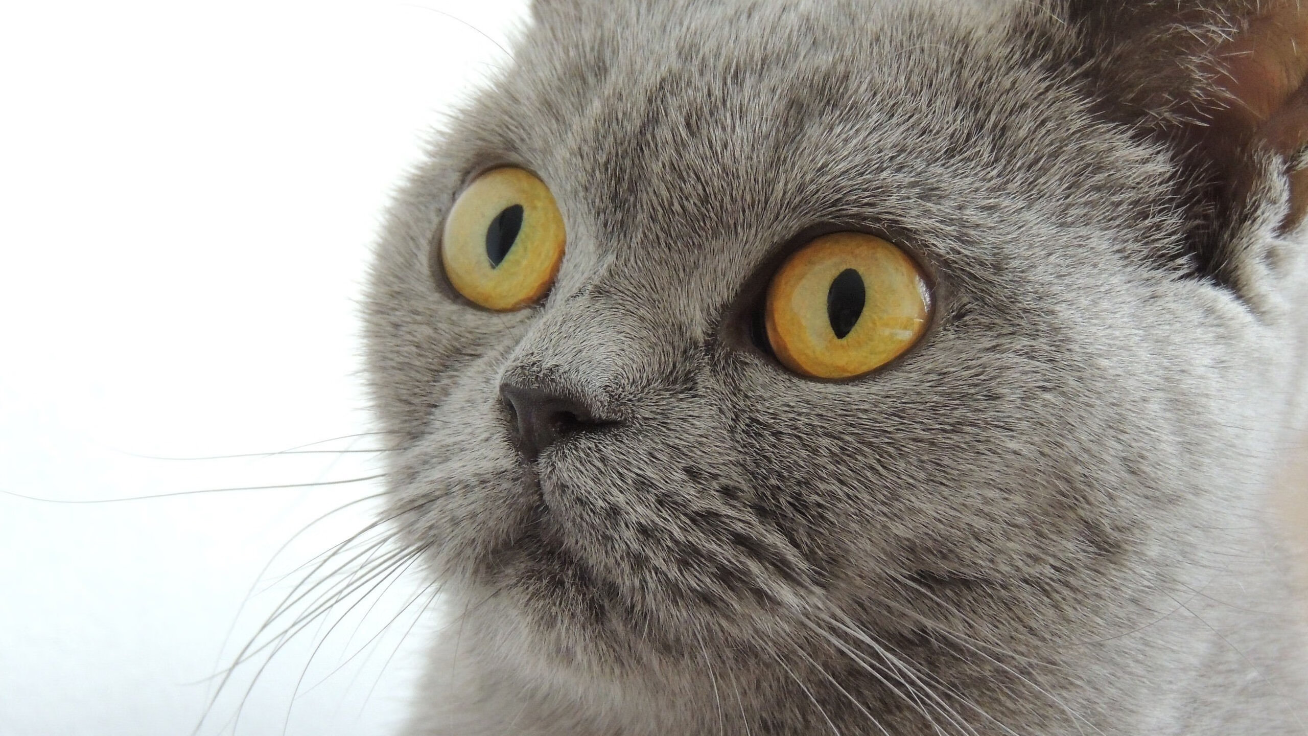 末节惊雷！凯塞多第三节单骑救主，黑马突尼斯逆袭掀翻欧洲豪强摩纳哥